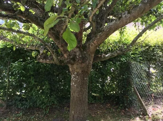 לינה וארוחת בוקר Les Pommiers